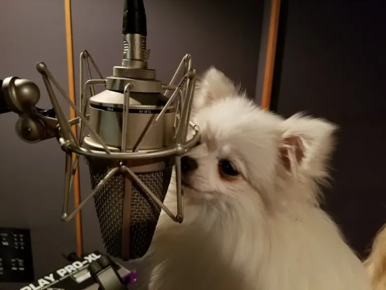 Marshmello 2026 10